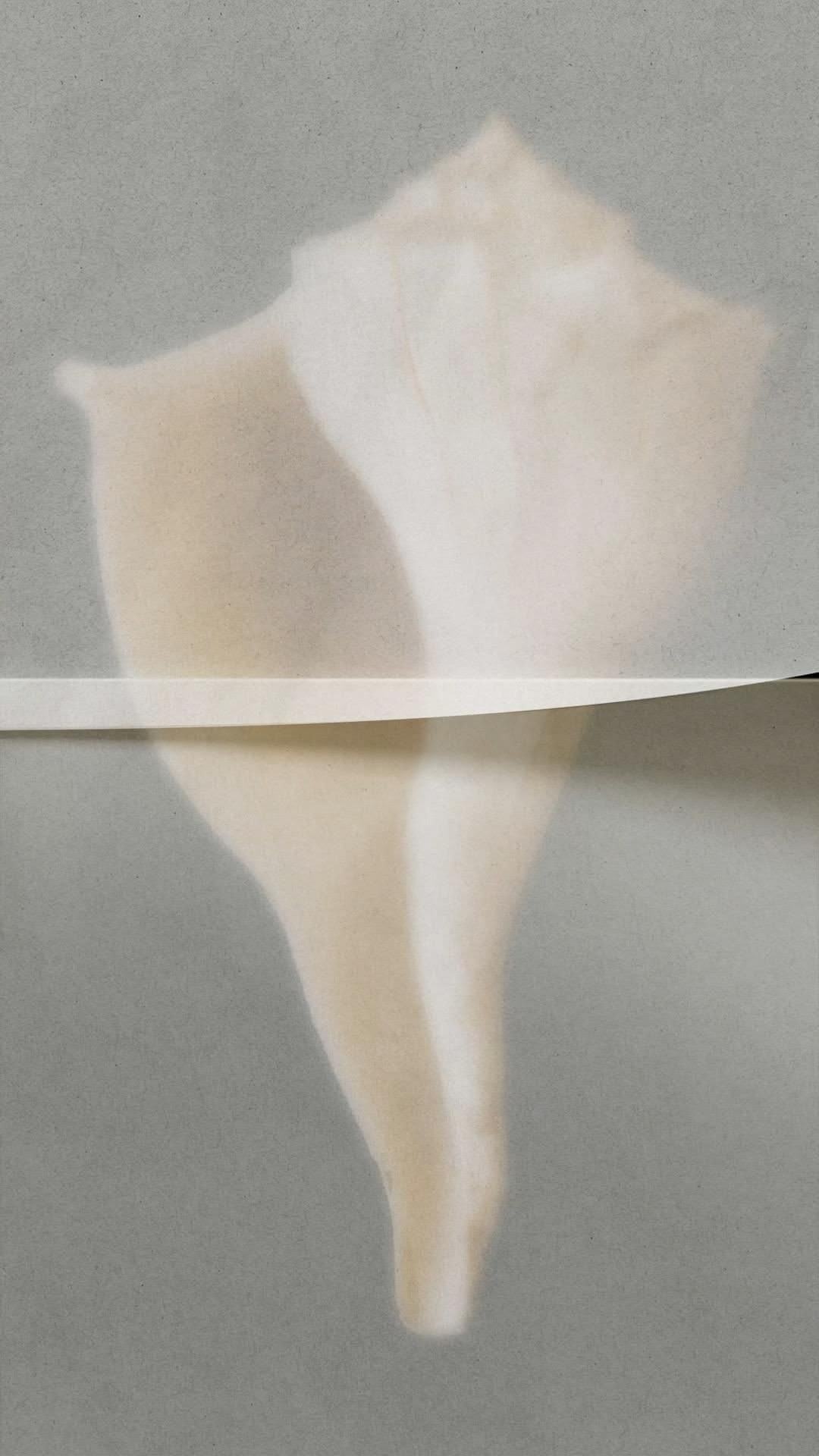 Concha blanca sobre un fondo gris, partida por una tira de papel
